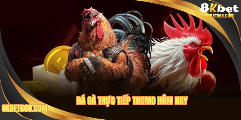 Đá Gà Trực Tiếp Thomo Hôm Nay - Thông Tin Màn So Tài Hấp Dẫn